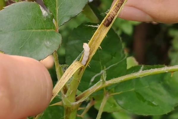 月季茎蜂如何防治，可选择噻虫嗪悬浮剂或吡虫啉等药物防治