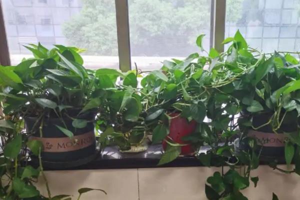 绿萝会不会开花，绿萝不会开花