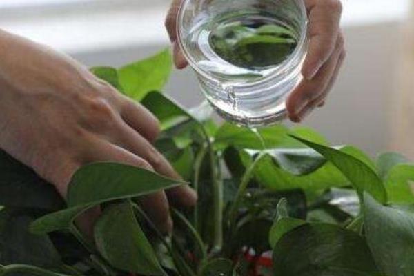 绿萝会不会开花，绿萝不会开花