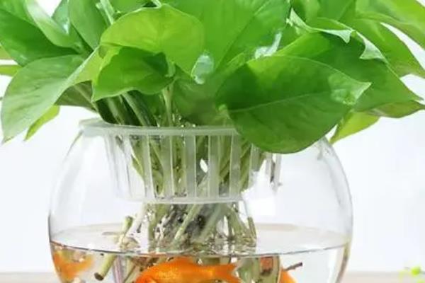 绿萝会不会开花，绿萝不会开花