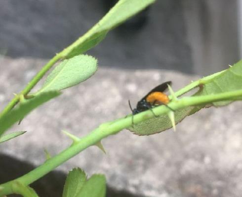 月季茎蜂如何防治，可选择噻虫嗪悬浮剂或吡虫啉等药物防治
