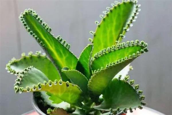 怎么种植落地生根，生长旺季每天早上要浇一次水