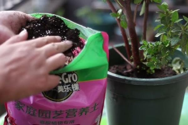 杜鹃花夏季怎么养护，每天清晨和傍晚分别浇一次水