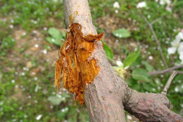 苹果树腐烂病如何治疗，可以用盐、醋、碱防治