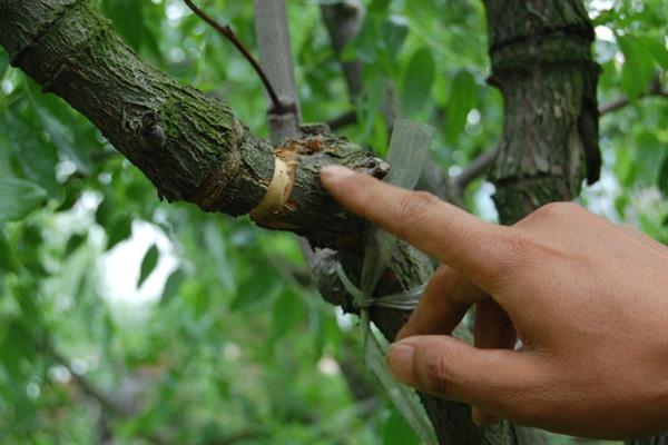 苹果树腐烂病如何治疗，可以用盐、醋、碱防治