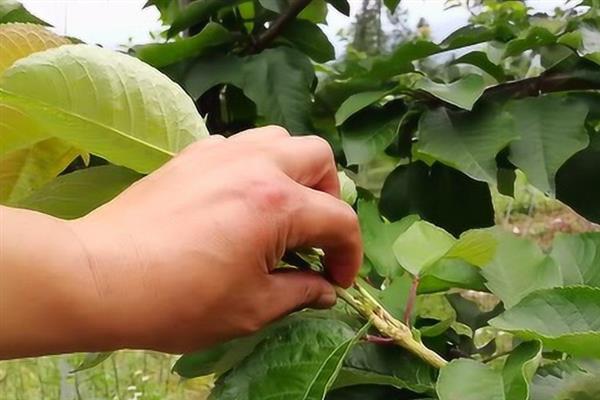 苹果树腐烂病如何治疗，可以用盐、醋、碱防治