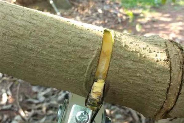苹果树腐烂病如何治疗，可以用盐、醋、碱防治
