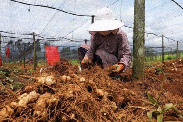 黄精种苗一亩地种多少株，一亩地可以种6000株左右