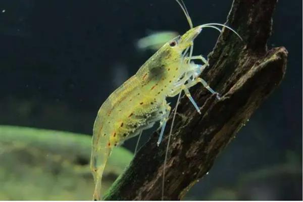 黑壳虾需要打氧吗，养殖密度大则需要打氧
