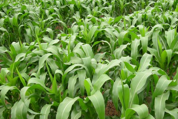 森玉8号玉米种子特征特性，在4~5叶每亩施尿素20公斤
