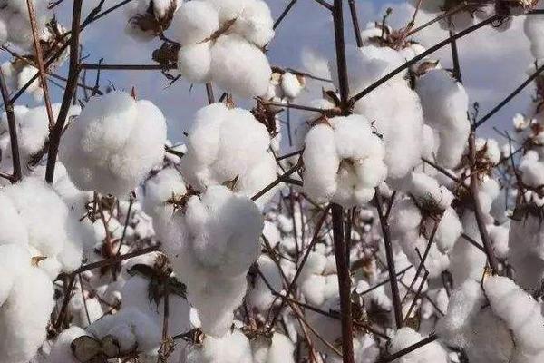 新陆早37号棉花种子介绍，平均生育期128天