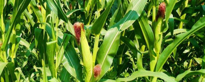 京单28(区试代号:京玉15)玉米种子特点