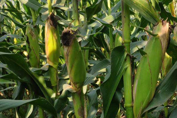 京单28(区试代号:京玉15)玉米种子特点