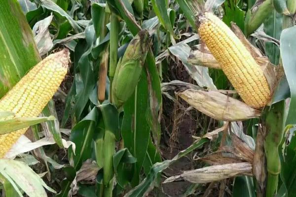 京单28(区试代号:京玉15)玉米种子特点