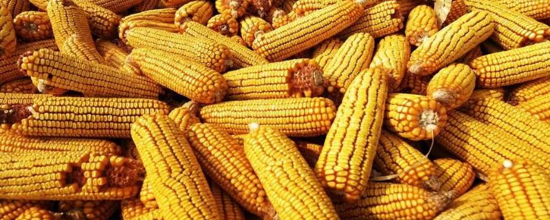 嘉丰10玉米品种的特性