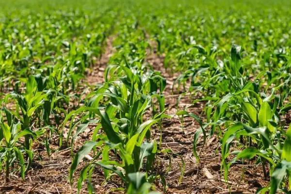 京单28(区试代号:京玉15)玉米种子特点