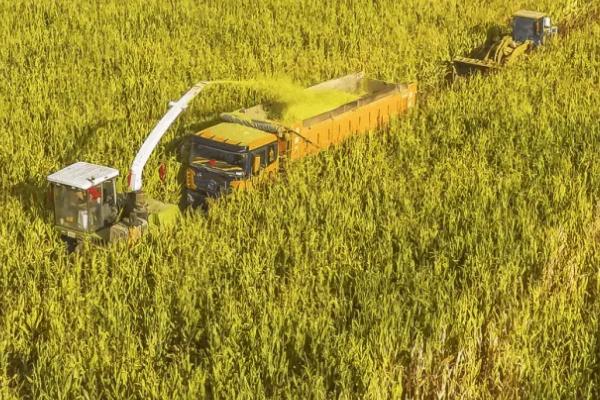 沈玉25号玉米品种简介，注意防治粘虫和玉米螟