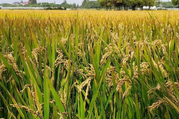 新两优6号水稻种子特征特性，每亩大田用种量1.0公斤左右