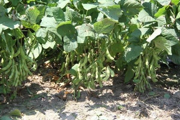 皖豆26号大豆品种简介，每亩1.2-1.5万株