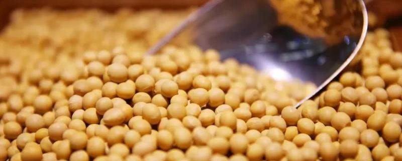 皖豆26号大豆品种简介，每亩1.2-1.5万株