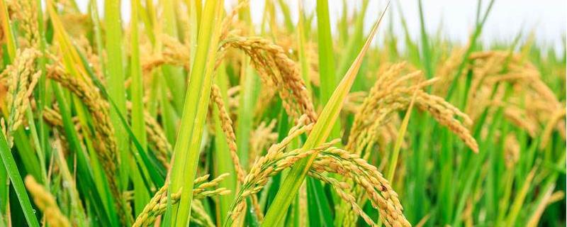 旱优2号水稻种子介绍,特别注意杂草防治
