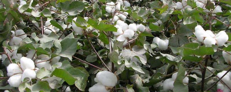 DPH37B棉花品种简介，为转基因抗虫棉品种