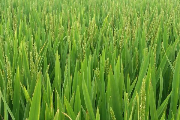 新两优6号水稻种子特征特性，每亩大田用种量1.0公斤左右
