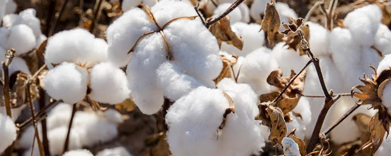 兴杂二号棉花品种简介，直播棉田4月下旬播种