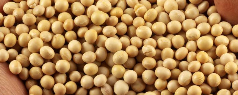 郑120大豆种子特征特性，属中熟偏晚品种