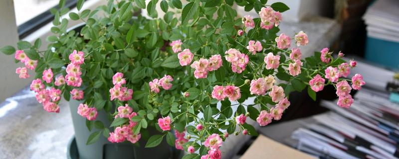 小月季花如何养殖，施肥需勤施薄肥