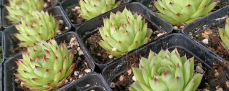 多肉观音莲的花语是什么，寓意称心如意、一帆风顺等