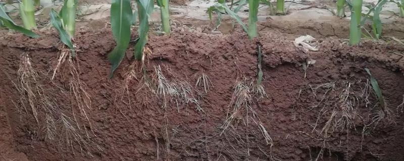 玉米的根系是由什么组成，主要由胚根、节根和支持根组成