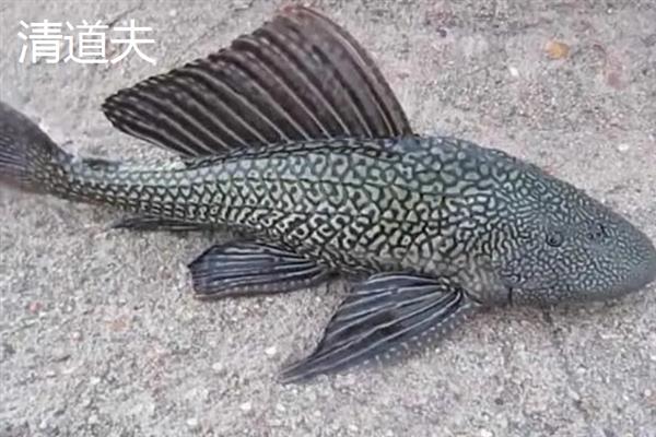 观赏鱼不想养了如何处理，可以送人尽量不要随意放生