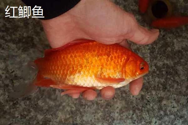 观赏鱼不想养了如何处理，可以送人尽量不要随意放生
