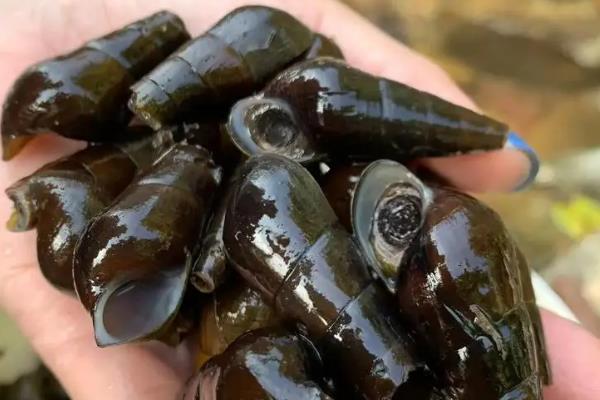 可食用的常见淡水螺品种，常见的有中国圆田螺、山坑螺等