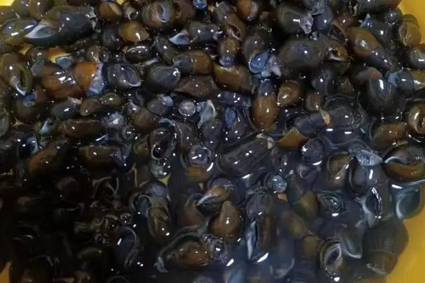 可食用的常见淡水螺品种，常见的有中国圆田螺、山坑螺等