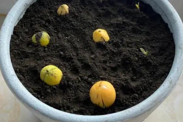 牛油果种子的种植方法，首先选取成熟度较好的牛油果