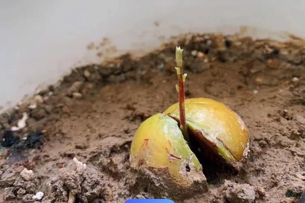 牛油果种子的种植方法，首先选取成熟度较好的牛油果