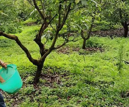 牛油果种子的种植方法，首先选取成熟度较好的牛油果