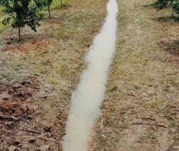 牛油果种子的种植方法，首先选取成熟度较好的牛油果