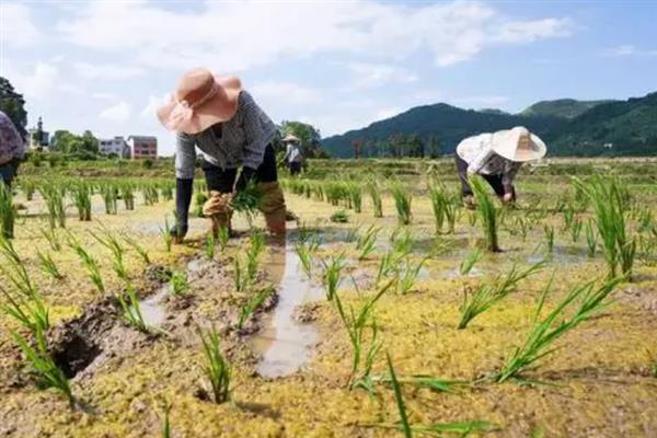 龙粳1624水稻品种简介，平均亩产量为556.7kg