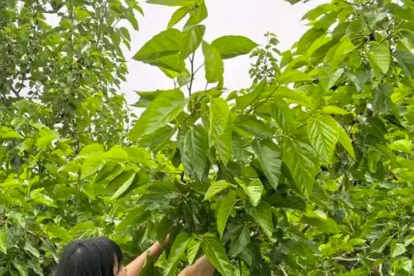 桑椹菌核病的症状，桑椹的果实会为灰白色