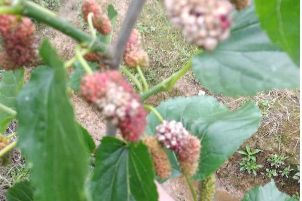桑椹菌核病的症状，桑椹的果实会为灰白色