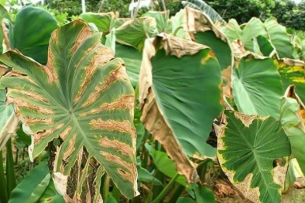 芋头污斑病的防治方法，可选用多硫悬浮剂