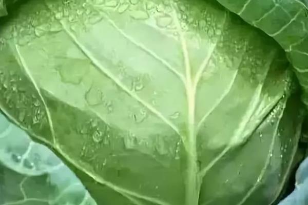 圆白菜的收获时间，在秋季收获