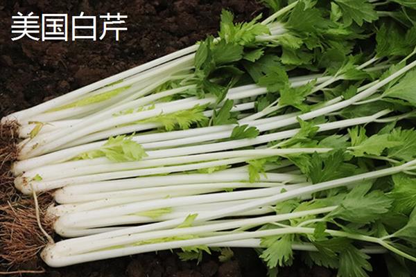 西芹的产地分布，目前在我国各地均有种植