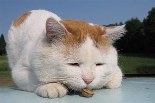 日本田园猫简介，是日本本土家猫的统称