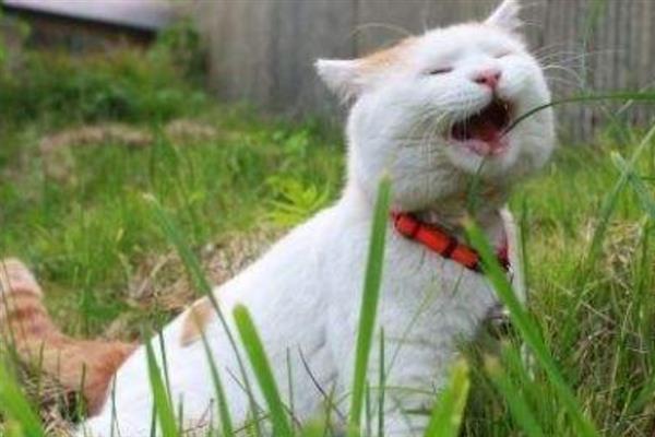 日本田园猫简介，是日本本土家猫的统称