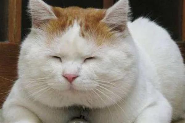 日本田园猫简介，是日本本土家猫的统称