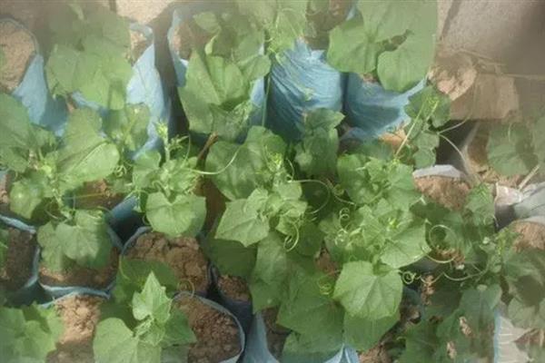 佛手瓜秋季发芽怎么办，可按照3×2米的行株距移栽